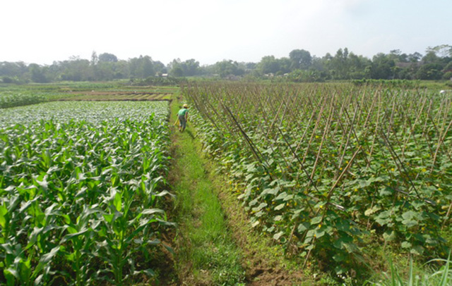 Liên kết trong sản xuất cây ngô trên đồng ruộng Mộc Bắc giúp nâng cao giá trị nông sản trên cùng diện tích