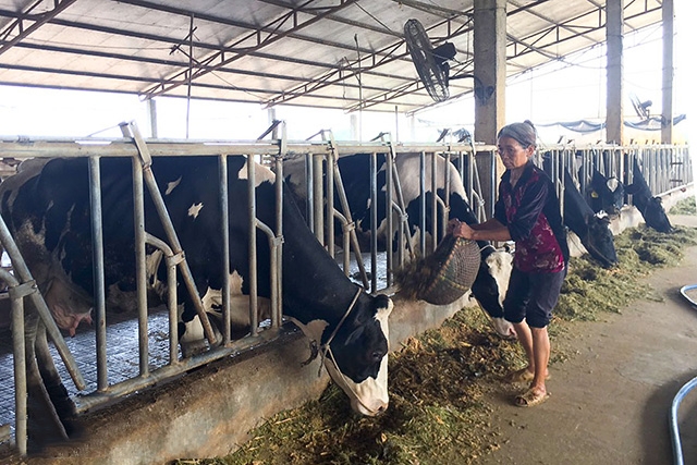 Trang trại bò sữa của gia đình anh Nguyễn Tiến Đạt, Khu trang trại bò sữa kiểu mẫu của Công ty FrieslandCampina Hà Nam tại xã Mộc Bắc. (ảnh Mạnh Hùng)