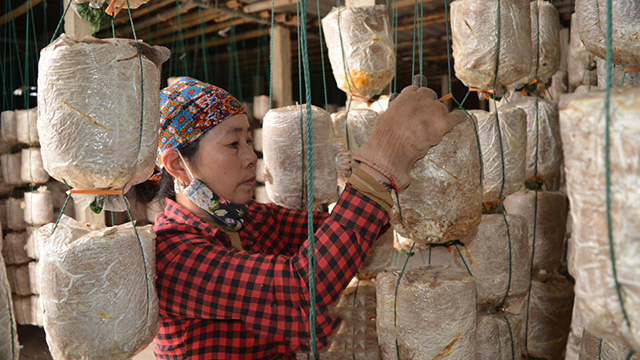 Sản xuất nấm linh chi sạch ở HTX tiểu thủ công nghiệp Linh Phát tại xã Hải Chính (Ảnh: TL)