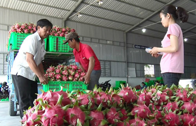 Để khai thác tối đa tiềm năng xuất khẩu của trái thanh long, các HTX cần đầu tư áp dụng sản xuất theo chuỗi giá trị