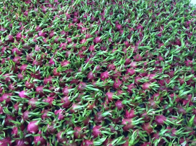 Thanh long HTX Thuận Tiến được xuất khẩu đi nhiều thị trường khó tính như Châu Âu...