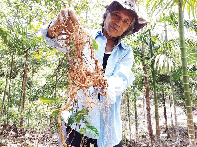 Củ sâm ba kích - cây thần dược giúp bà con dân tộc miền núi thoát nghèo (Ảnh: TL)