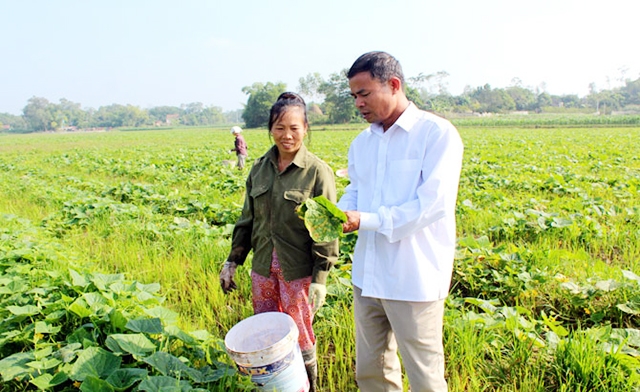 Nhờ liên kết, HTX đang có sự phát triển ổn định (Ảnh Tư liệu)