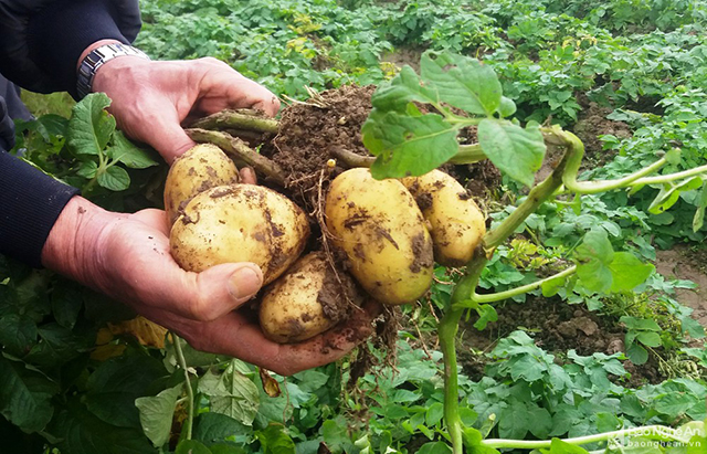 Khoai tây VietGAP của HTX cũng đang được đánh giá cao về chất lượng (Ảnh TL)