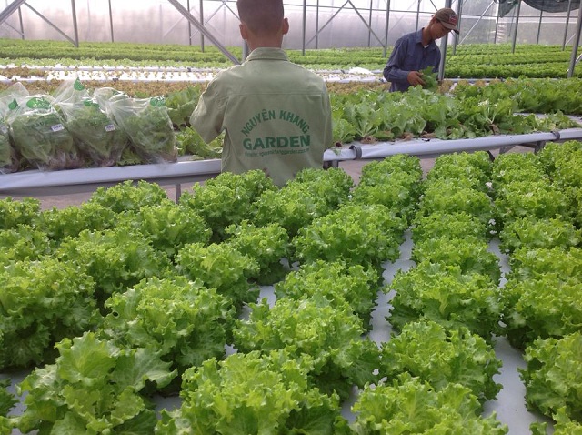 Mô hình trồng rau thủy canh công nghệ cao của HTX Nông nghiệp công nghệ cao Nguyên Khang - Hải Lăng garden (Ảnh: TL)