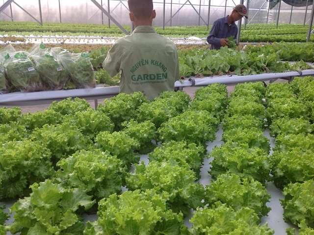 Mô hình trồng rau thủy canh công nghệ cao của HTX Nông nghiệp công nghệ cao Nguyên Khang - Hải Lăng garden (Ảnh: TL)