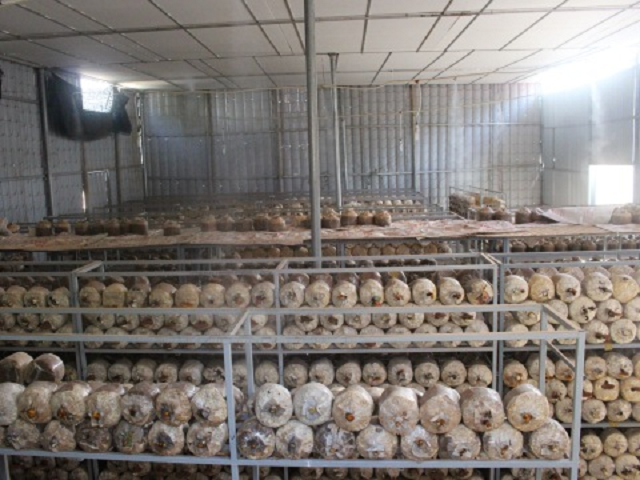 Mô hình sản xuất nấm linh chi của HTX nấm Linh Chi Khuê Mỹ (Ảnh: TL)