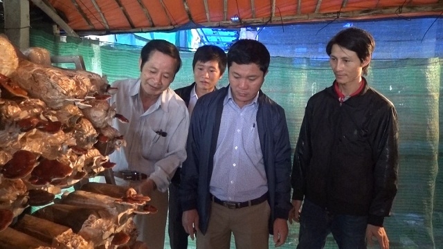 Mô hình nấm linh chi đang là hướng đi có hiệu quả ở Tp. Đà Nẵng (Ảnh: TL)