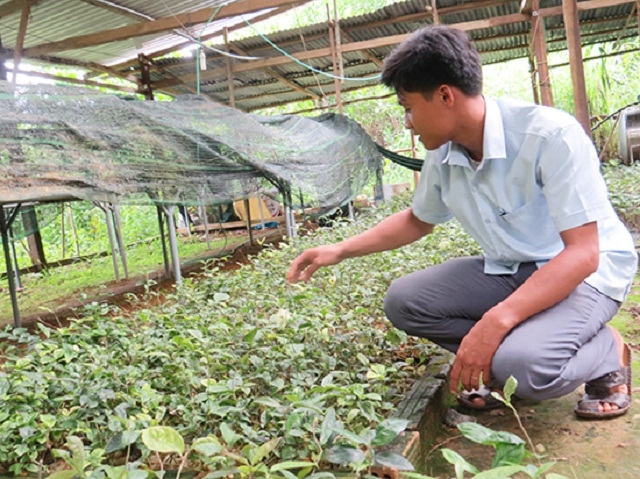 Vườn ươm cây ba kích của HTX Thiên Bình (Ảnh: TL)