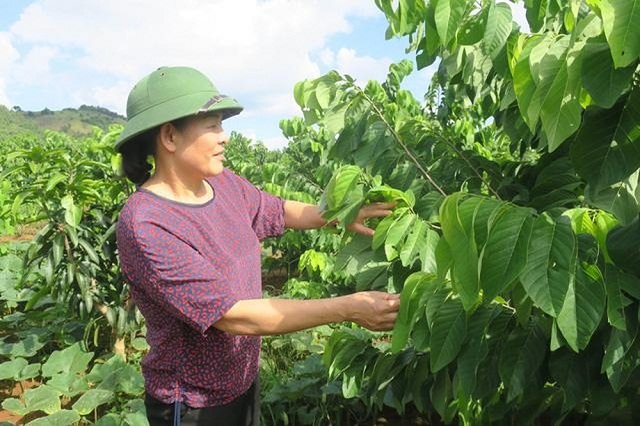 Quỹ hỗ trợ HTX đã giúp cho nhiều thành viên, người dân vươn lên thoát nghèo, ổn định sản xuất kinh doanh (Ảnh: TL)