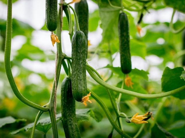 Sản xuất an toàn giúp sản phẩm của HTX được đánh giá cao về chất lượng (Ảnh TL)