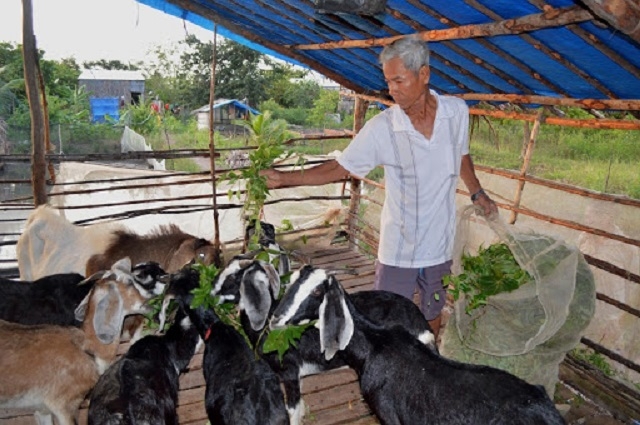 Mô hình nuôi dê của HTX Đê Biển Tây được đánh giá là hướng đi tích cực, giúp người dân nâng cao thu nhập (Ảnh: Internet)