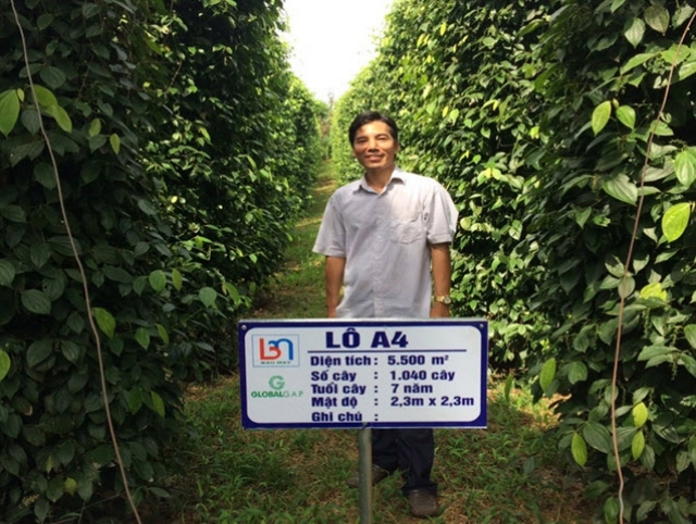 Ông Nhâm tại một vườn Tiêu Bầu Mây (ảnh TL)