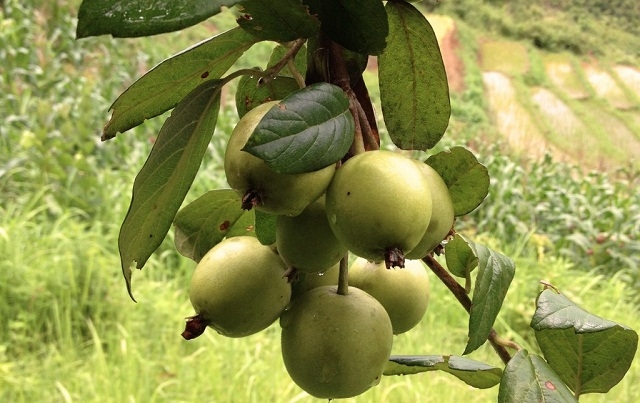 Thông qua các HTX, sơn tra đã trở thành cây hàng hóa giúp người dân giảm nghèo bền vững (Ảnh: TL)