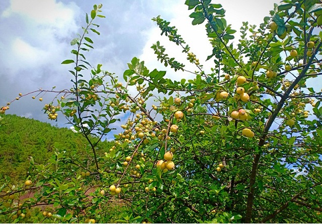 HTX Nặm Búa có 30 ha cây sơn tra đã được cấp giấy chứng nhận VietGAP (Ảnh: TL)