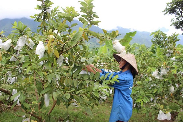 HTX thanh niên Hua Nà bắt đầu phát triển kinh tế từ giống ổi Đài Loan (Ảnh: TL)