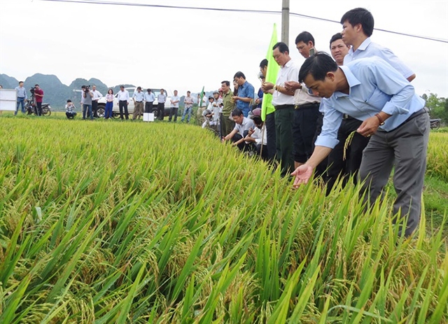 Giống lúa Thiên ưu 8 thu hút sự quan tâm của đông đảo cán bộ và nhân dân từ nhiều dân địa phương đến tham quan, học tập kinh nghiệm (Ảnh: TL)