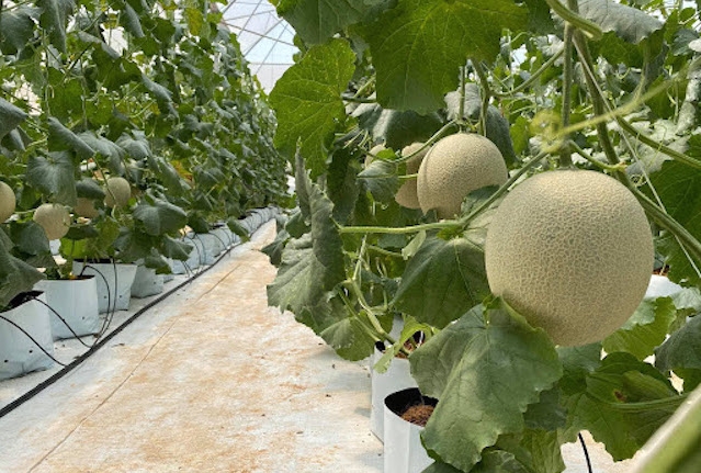 Mô hình dưa lưới trong nhà kín ở HTX Nông nghiệp Công nghệ cao Kim Long cần được nhân rộng (ảnh: Tư liệu)