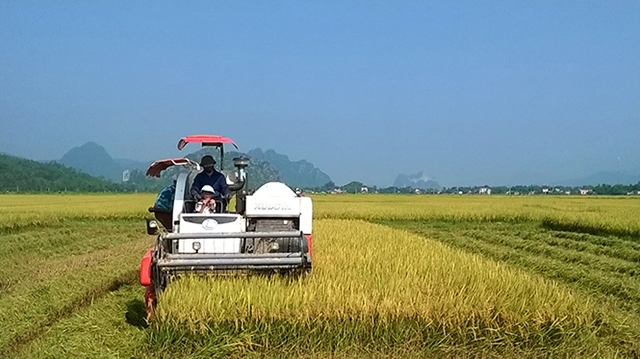 HTX Mỹ Lộc Thượng tích cực xây dựng thương hiệu “Gạo sạch Lệ Thủy” (Ảnh: TL)