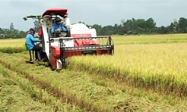 Tích tụ ruộng đất trong sản xuất nông nghiệp là xu thế tất yếu của hội nhập kinh tế và phân công lao động quốc tế (Ảnh: Internet)