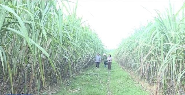 CTCP Mía đường Lam Sơn là đơn vị tiêu biểu trong liên kết sản xuất cùng HTX và nông dân (Ảnh: TL)