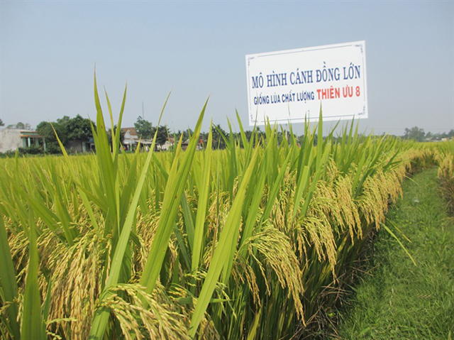 Mô hình cánh đồng lớn giống lúa Thiên ưu 8 cho năng xuất và chất lượng cao (Ảnh: TL)