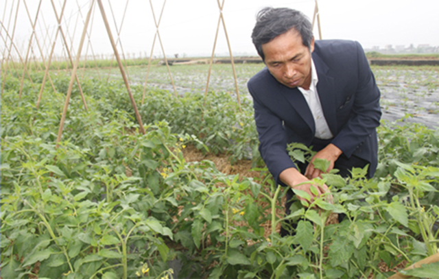 Ông Trần Xuân Nhắc, Chủ tịch HĐQT, Giám đốc HTX Phúc Long theo dõi sự phát triển của mô hình rau sạch (Ảnh: TL)