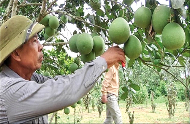 Trồng cây thanh trà ở xã Phong Thu giúp nâng cao thu nhập cho người dân (Ảnh: TL)