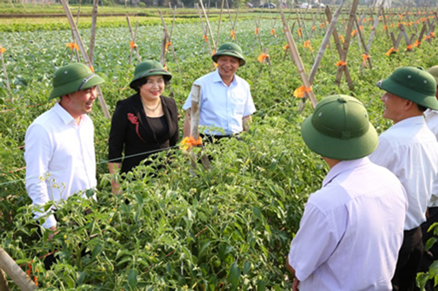 Mô hình trồng rau an toàn của HTX Nông nghiệp Phúc Long thút hút sự quan tâm của lãnh đạo và người dân địa phương (Ảnh: TL)