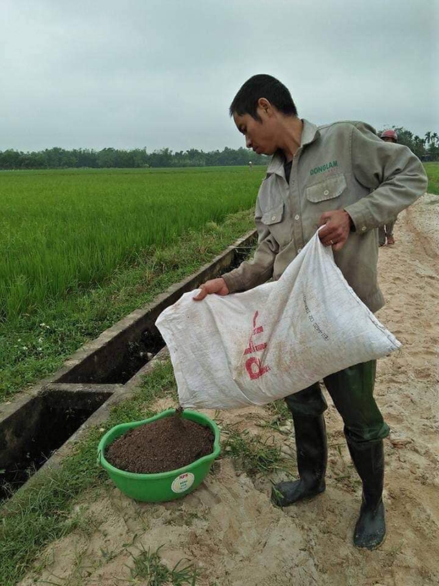 Thành viên HTX An Lỗ bón phân hữu cơ chăm sóc ruộng lúa (Ảnh: TL)