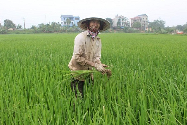 Trồng lúa hữu cơ giúp người dân giảm chi phí sản xuất (Ảnh: TL)