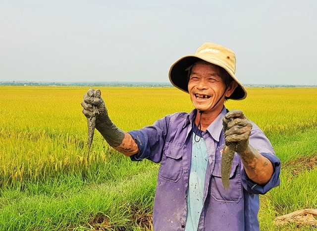 Nhiều loài cá, ốc, cua đồng đã xuất hiện trở lại trên ruộng lúa nhờ phương pháp sản xuất hữu cơ (Ảnh: TL)