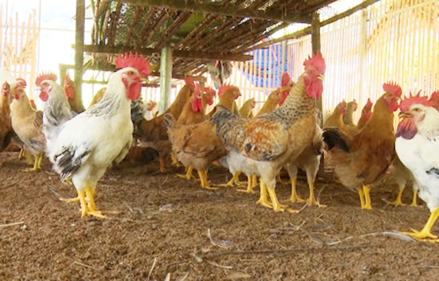 Gà thương phẩm của HTX đang được đánh giá cao về chất lượng nhờ quy trình sản xuất an toàn (Ảnh TL)