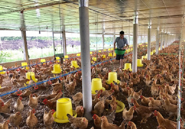 Chăn nuôi theo quy trình VietGAP chính là vũ khí giúp HTX Chăn nuôi xanh Thái Bình bảo vệ môi trường (Ảnh: TL)