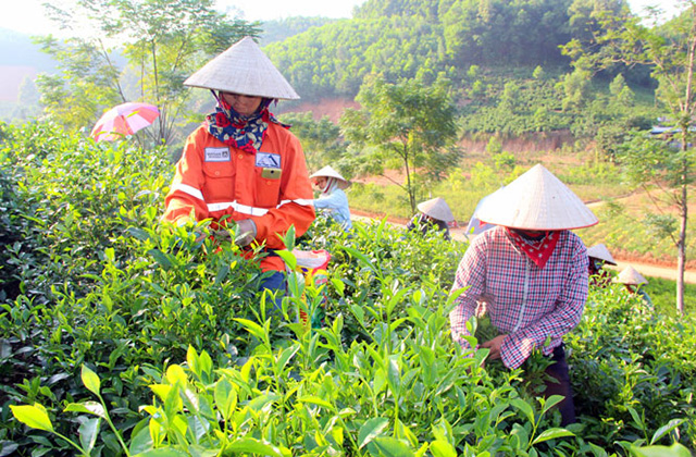 Cây chè đang được thúc đẩy để trở thành cây kinh tế mũi nhọn tại Đại Từ (Ảnh Tư liệu)