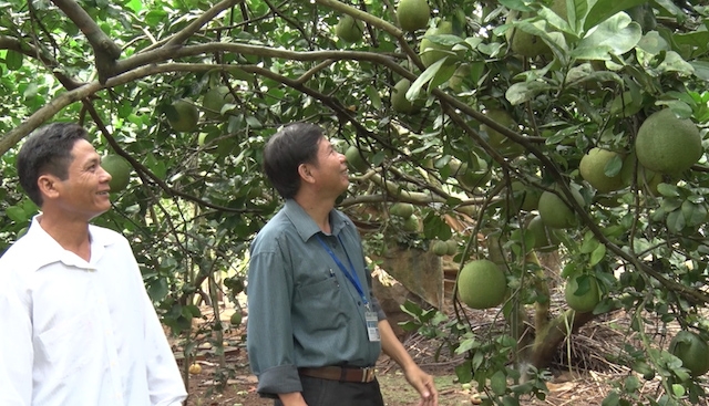 Trồng bưởi da xanh giúp nâng nguồn thu cho nông dân Tà Lài (Ảnh: Tư liệu)