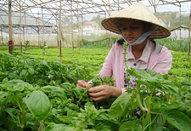 Đến cuối năm 2019, toàn tỉnh đã xây dựng được 145 chuỗi liên kết sản xuất, tiêu thụ nông sản (Ảnh: TL)