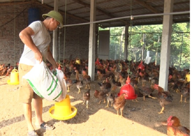 Mô hình nuôi gà đồi theo hướng an toàn sinh học của anh Nguyễn Thành Nhân (Ảnh: Tư liệu)