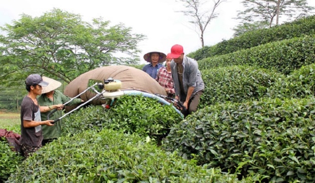 Thu hoạch chè tại HTX Mỹ Bằng (Ảnh: Tư liệu)