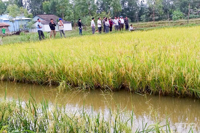 Tỉnh Sóc Trăng đã có 7 HTX đạt chứng nhận an toàn VietGAP trên diện tích 330,99 ha (Ảnh: TL)