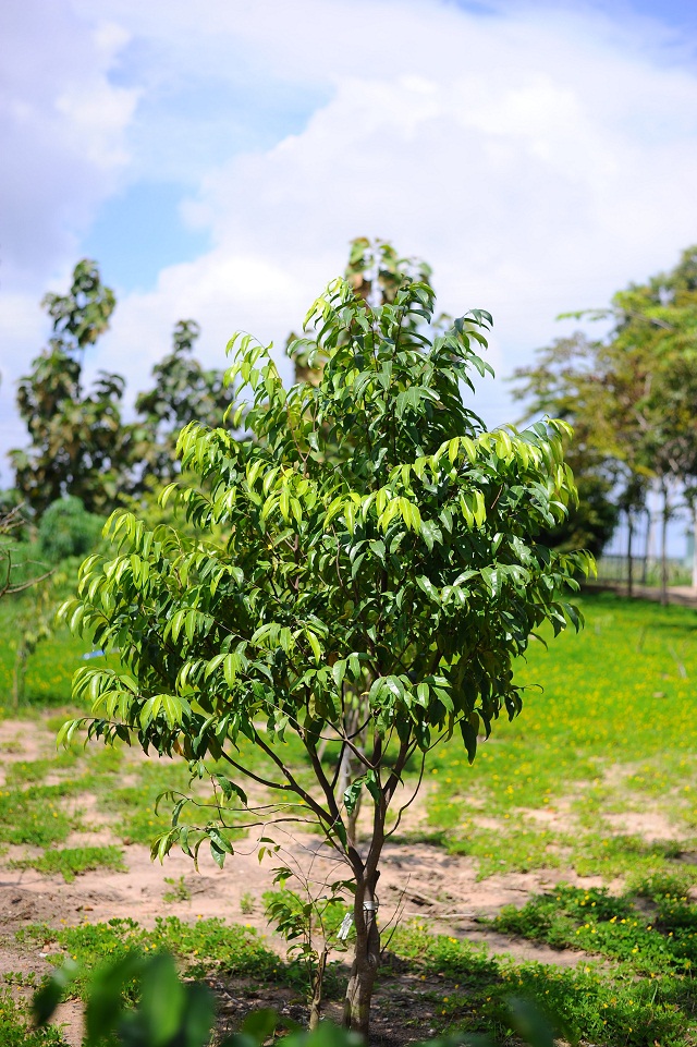 Cây dó bầu tạo nên trầm hương (Ảnh: TL)