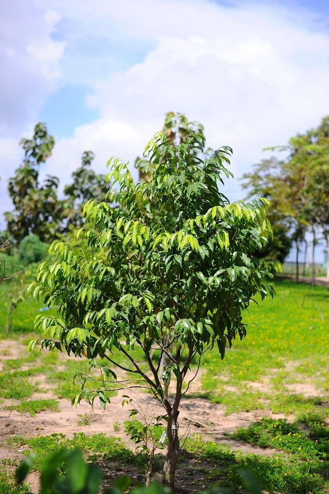 Cây dó bầu tạo nên trầm hương (Ảnh: TL)