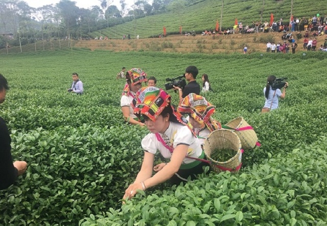 Chè Phổng lái thu hút được sự quan tâm, của các HTX và doanh nghiệp