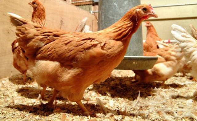 Khi tham gia HTX, các thành viên đồng nhất sản xuất theo quy trình VietGAP (Ảnh: TL)