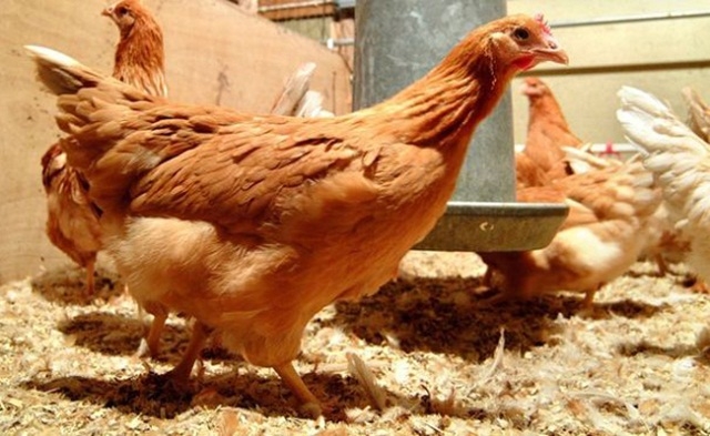 Khi tham gia HTX, các thành viên đồng nhất sản xuất theo quy trình VietGAP (Ảnh: TL)