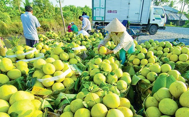 Sản xuất an toàn theo hướng hiện đại là xu hướng tất yếu để trái cây Tiền Giang chinh phục thị trường (Ảnh TL)