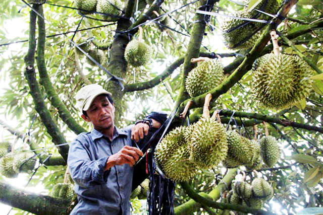 Các HTX, nhà vườn, nông dân trồng cây ăn trái tại Tiền Giang đang phát triển theo hướng an toàn (Ảnh Tư liệu)