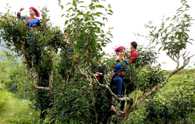 HTX Tây Côn Lĩnh có vùng nguyên liệu trà cổ từ 300-1000 năm tuổi (Ảnh: TL)