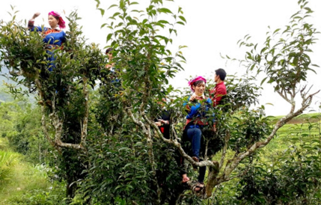 HTX Tây Côn Lĩnh có vùng nguyên liệu trà cổ từ 300-1000 năm tuổi (Ảnh: TL)