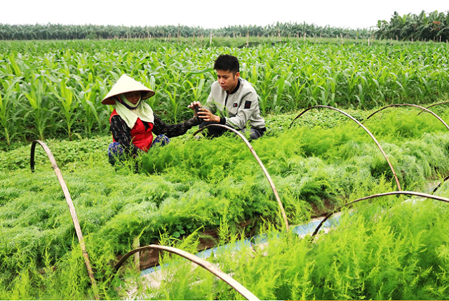 Mô hình trồng măng tây của HTX cho thu nhập 800 triệu đồng mỗi năm (Ảnh: Tư liệu)
